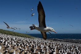 Keeping a Closer Eye on Seabirds with Drones and Artificial Intelligence